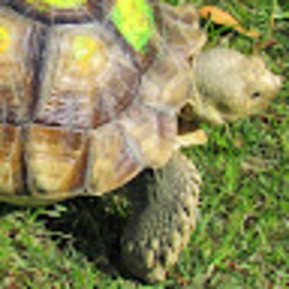 anketurtle